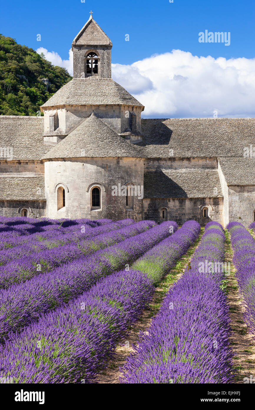 Berühmte Abtei von Senanque. Frankreich. Stockfoto
