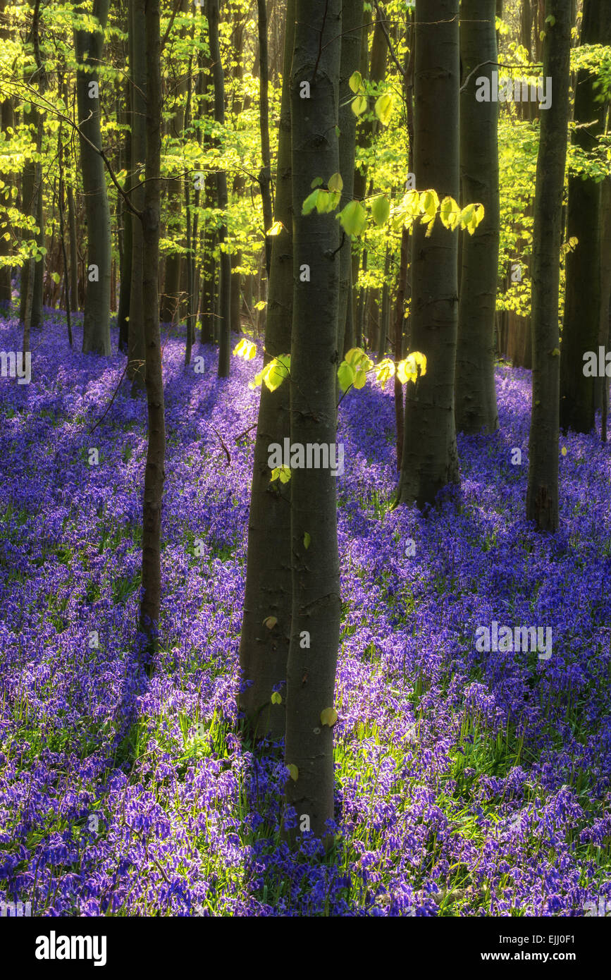 Schönen Morgen im Frühlingswald Glockenblume Stockfoto