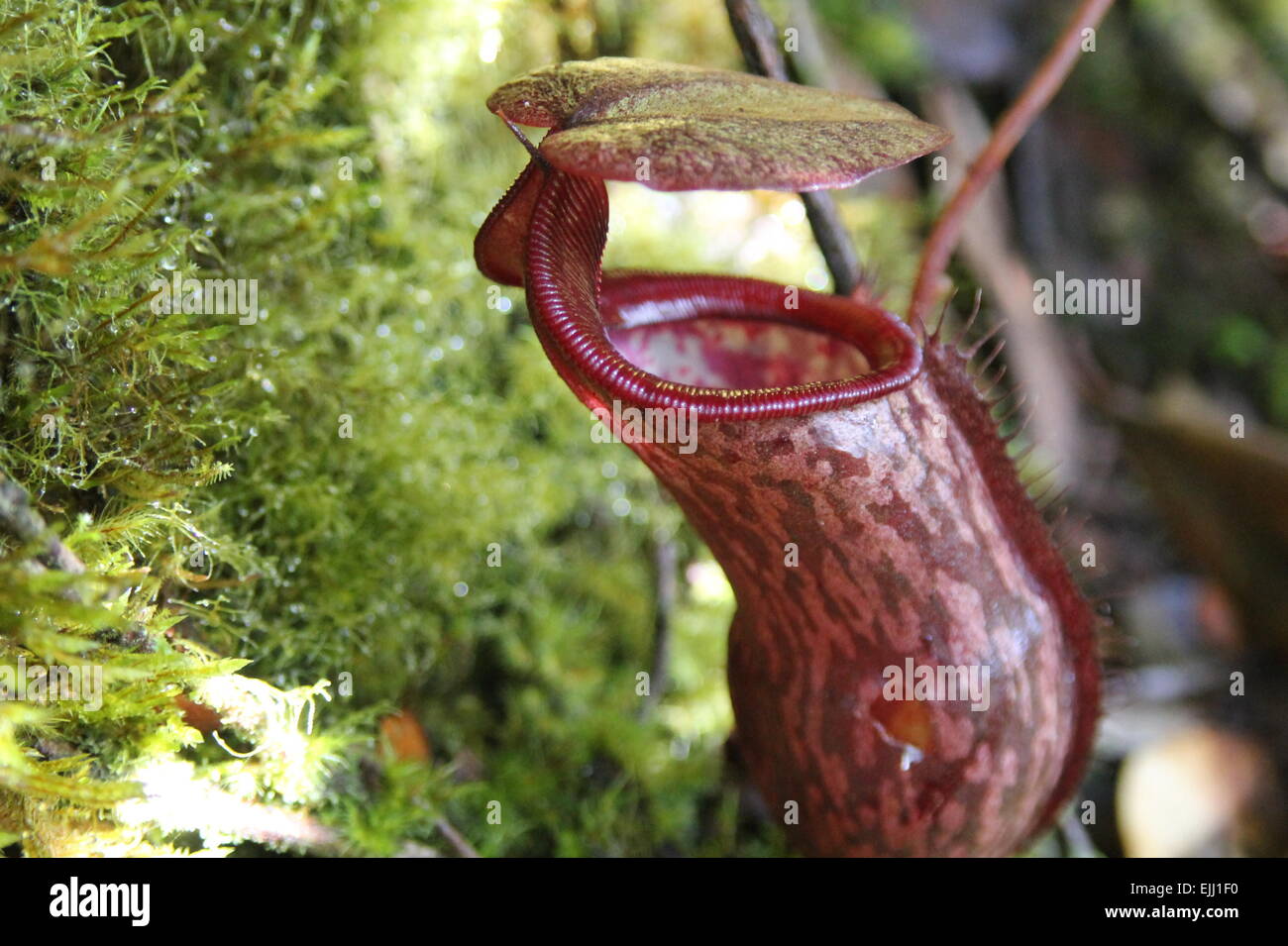 Affe Krug Nepenthes auch bekannt als tropischen Kannenpflanzen oder monkey Tassen, ist eine Gattung fleischfressender Pflanzen Stockfoto