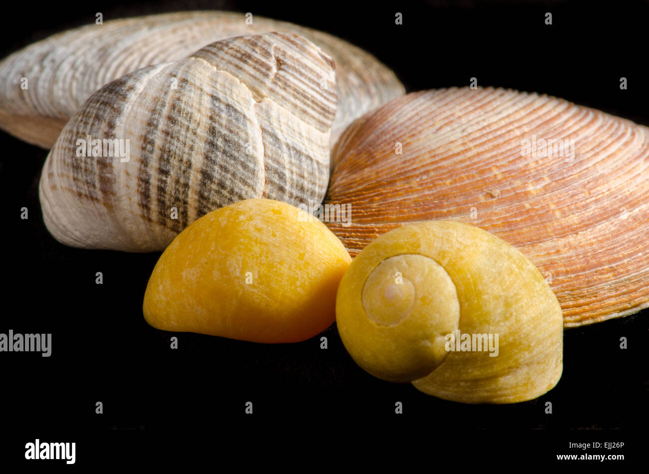 Nahaufnahme von Muscheln, die isoliert auf schwarz mit exotischen Farben gelb und orange, Textur, Muster, Makro, horizontale position Stockfoto