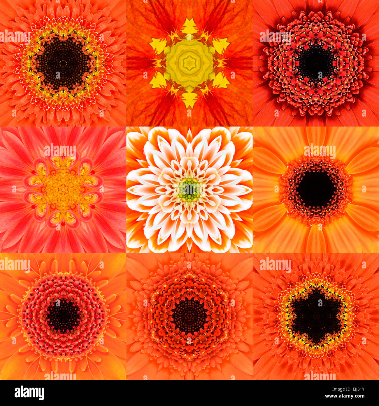 Sammlung von neun konzentrischen Orangenblütenwasser Mandalas. Kaleidoskop konzentrischen Design. Voller Blüte Hintergrund Stockfoto
