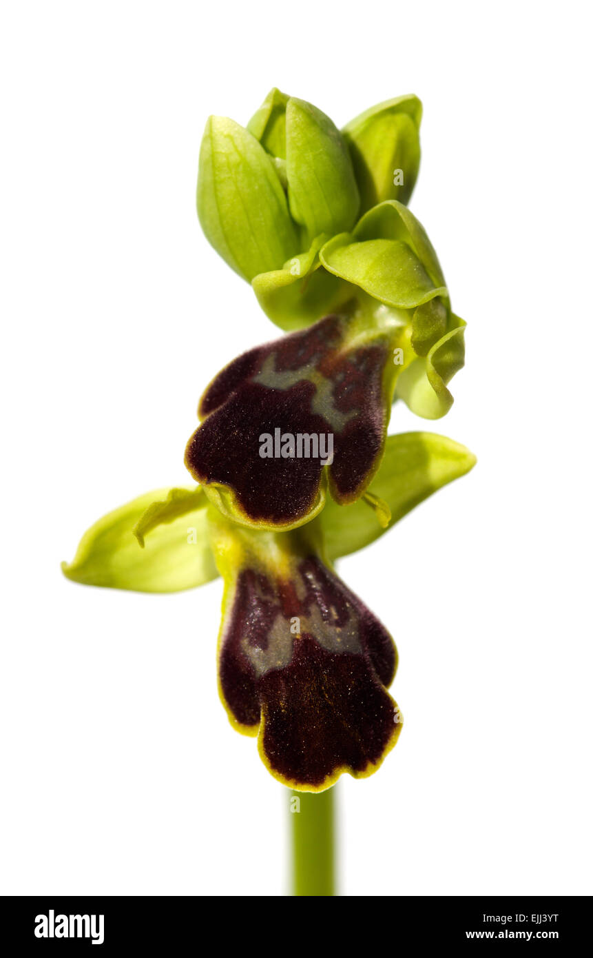 Dunkle Biene Orchidee isoliert auf weiss - Ophrys fusca Stockfoto
