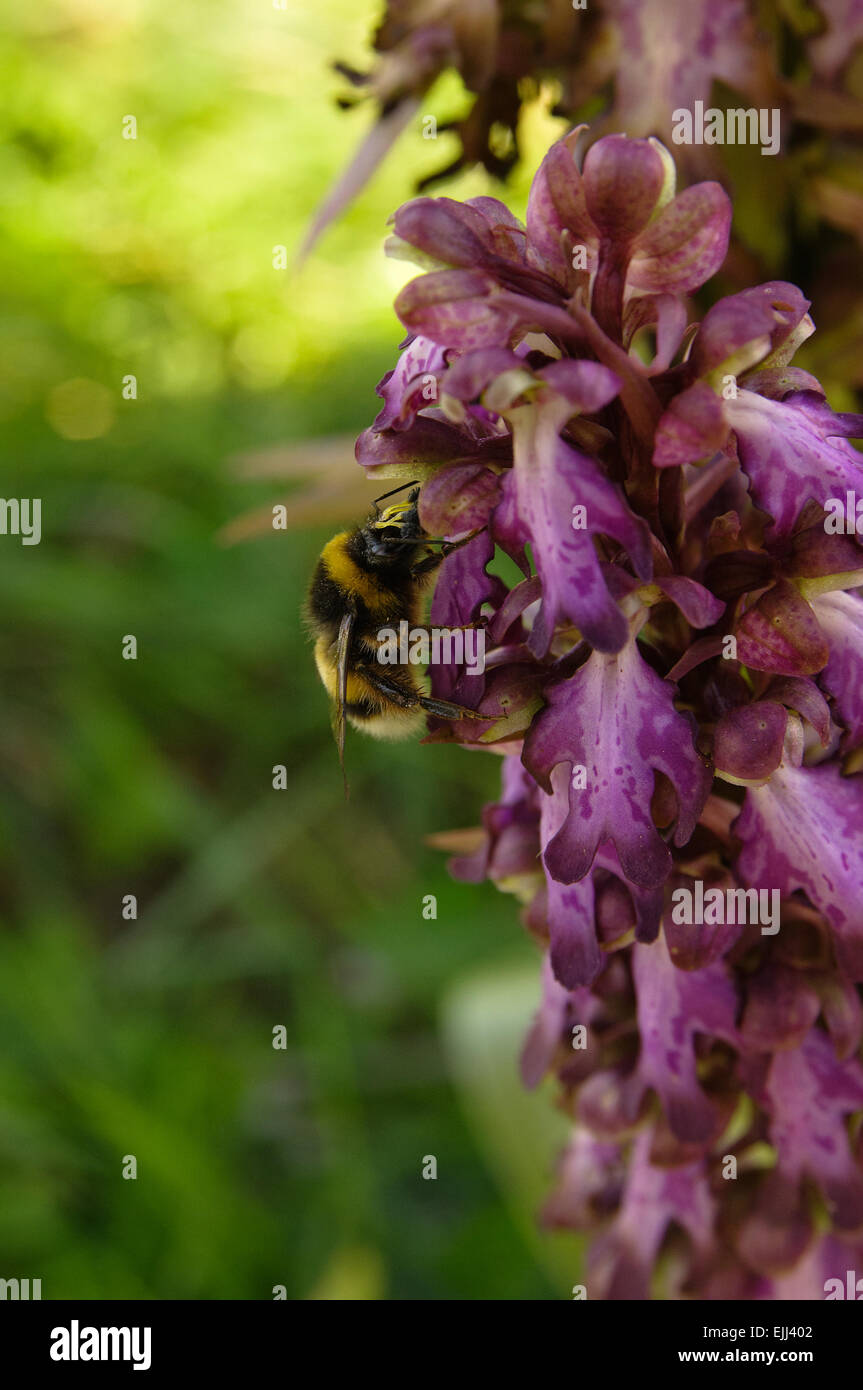 Bumblebee bestäubende wilde Orchidee Stockfoto