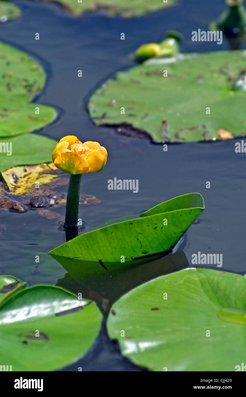 Gelbe Seerose / Schnaps-Flasche / yellow Pond Lily (Teichrosen Lutea) in Blüte Stockfoto