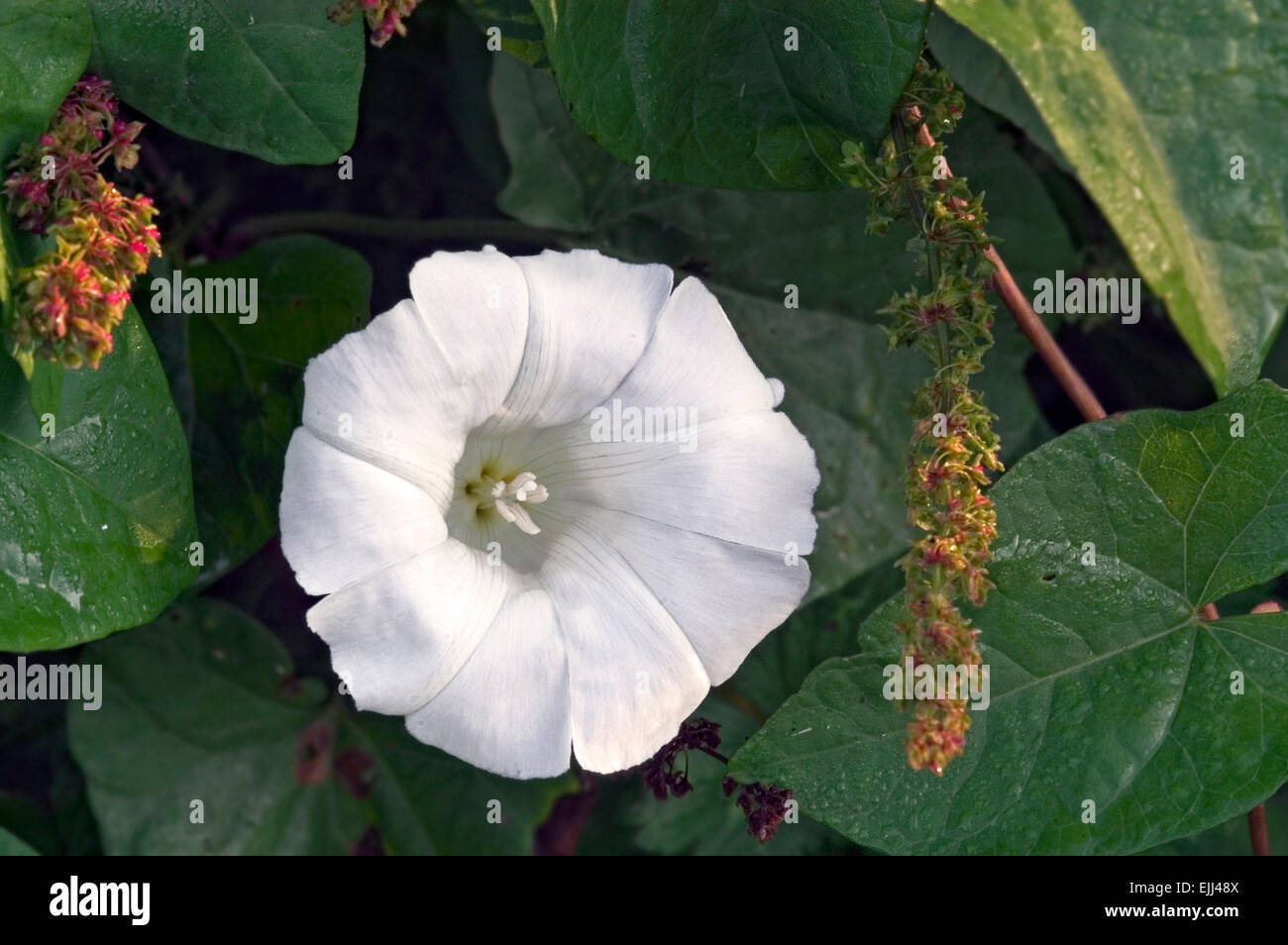 Größere Ackerwinde / Absicherung Ackerwinde / Signalhorn Rebe (Calystegia Sepium / Convolvulus Sepium) in Blüte Stockfoto