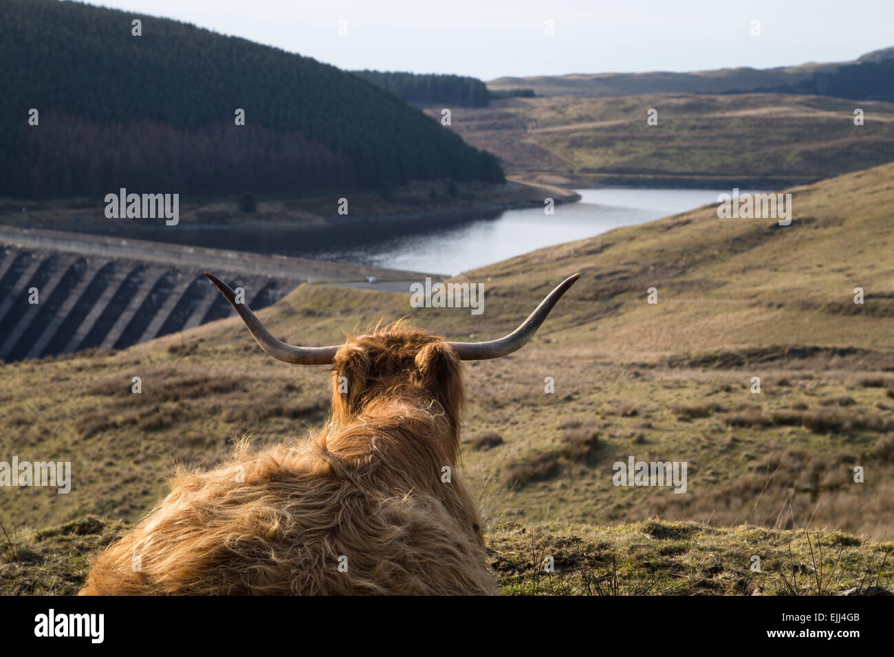 Highland Kuh in der Nähe von Statkraft Wasserkraft Strom Schema, Nant y Moch Reservoir, Cambrian Mountains, Wales. Stockfoto