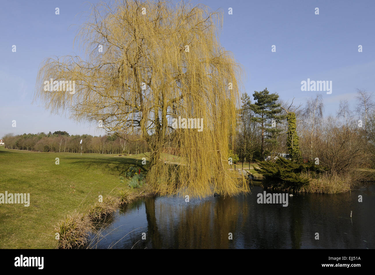 Blick über den großen Teich auf das 18. Grün an Toot Hill Golf Club Ongar Essex England Stockfoto