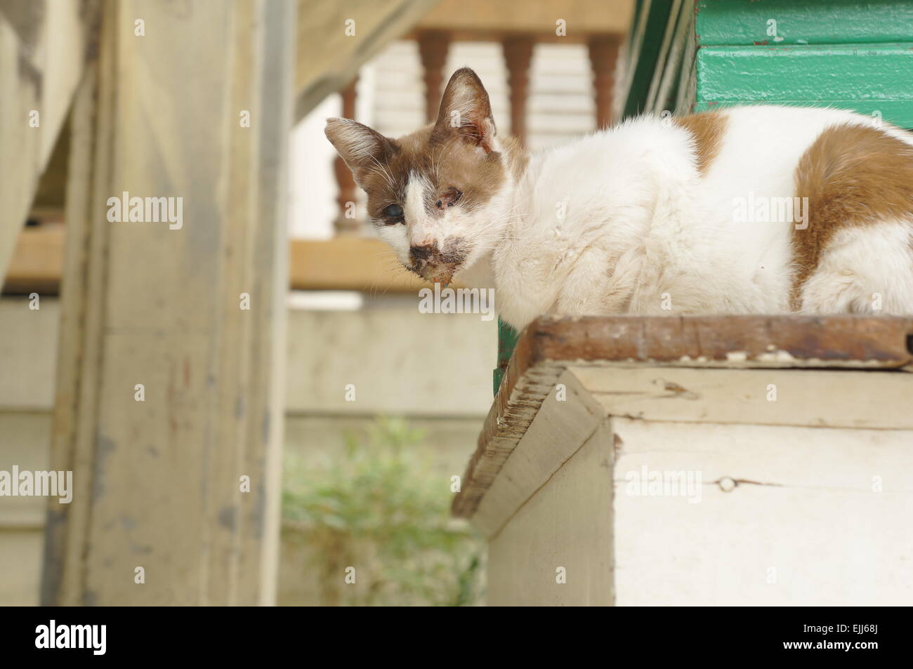 Katze Tier Trinkwasser Säugetiere krank Stockfoto