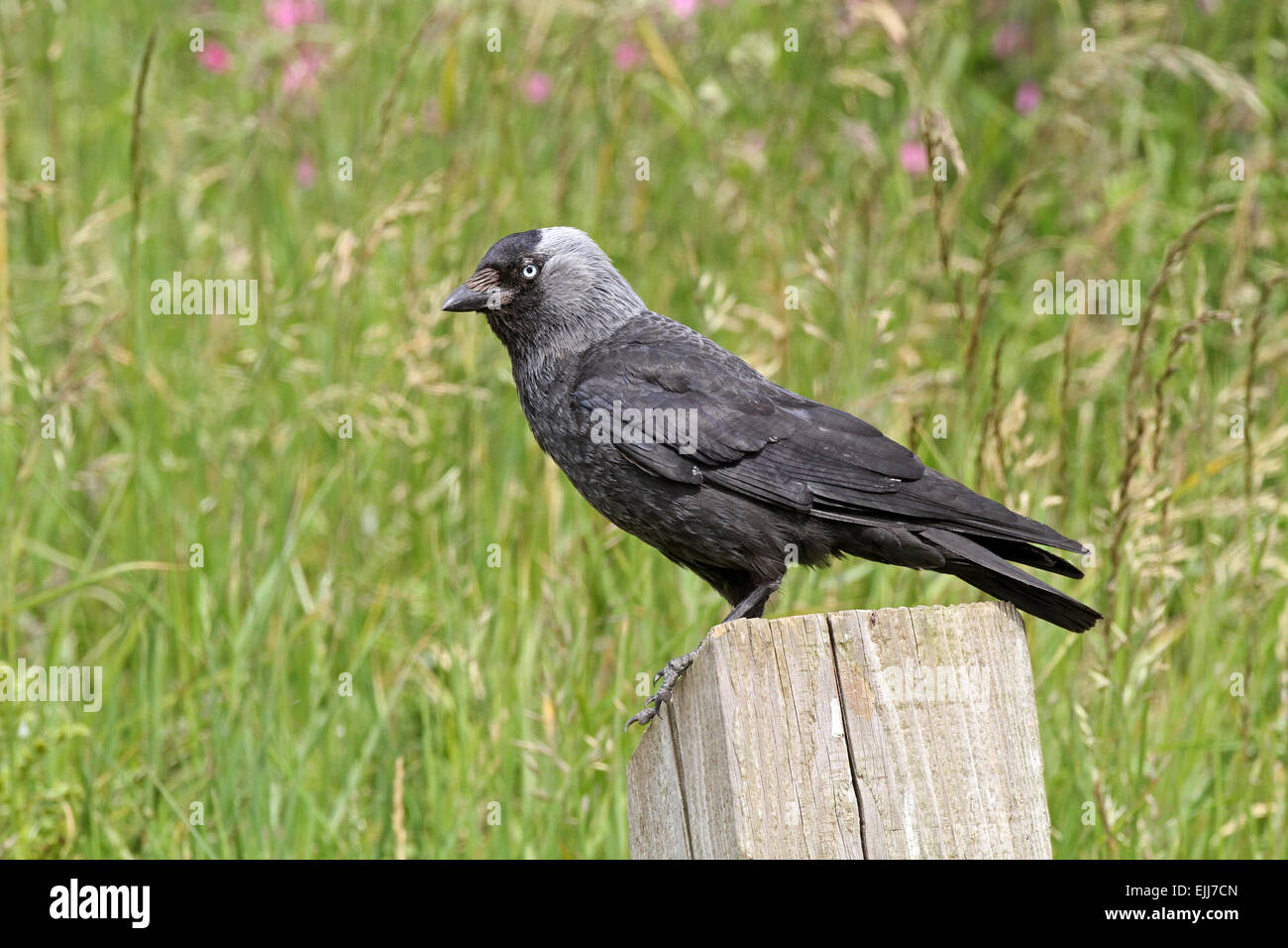 Dohle, Corvus Monedula, Erwachsener thront auf einem Pfosten auf dem Parkplatz des Reservats. Bempton Cliffs, RSPB reserve, Youkshire, Juni Stockfoto