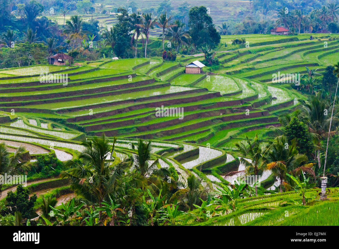 Wassergefüllten Reisterrassen, Insel Bali, Indonesien Stockfoto