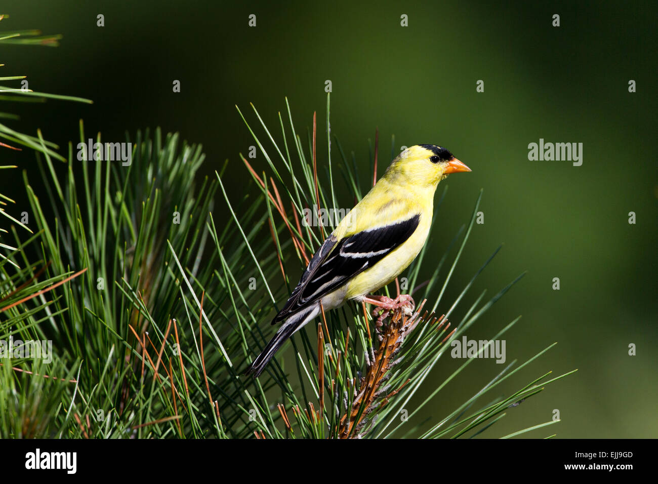 Amerikanische Stieglitz Stockfoto