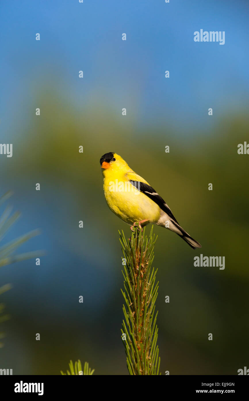 Männliche American Goldfinch in einem roten thront Kiefer Stockfoto