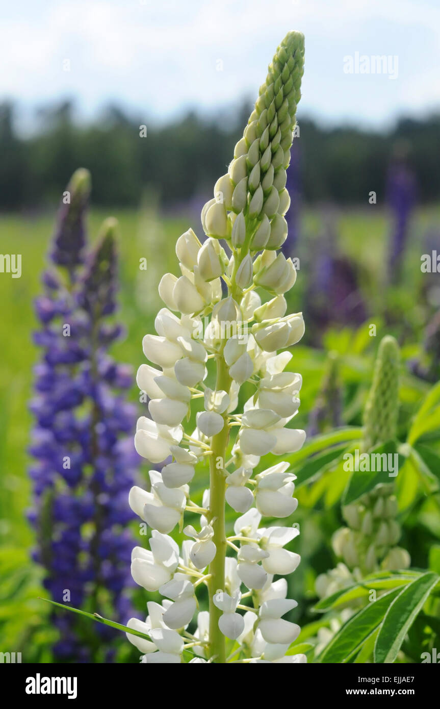 Weiße lupine Blumen auf einer Wiese Gras. Der Hintergrund jedoch unscharf. Stockfoto