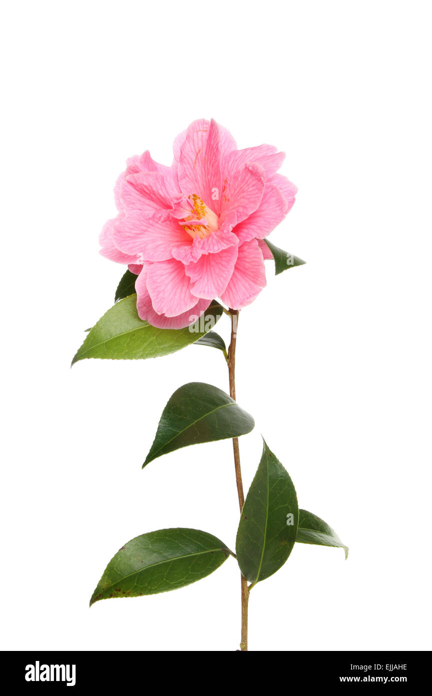 Magenta Kamelie und glänzenden immergrünen Blätter isoliert gegen weiß Stockfoto