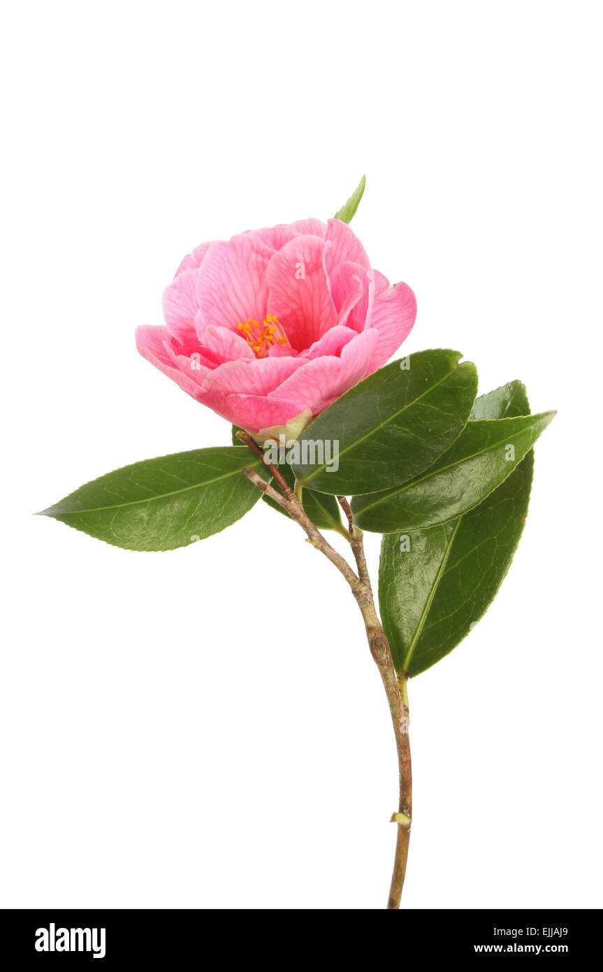 Einzelne Magenta Kamelie mit glänzend grünen Blätter isoliert gegen weiß Stockfoto