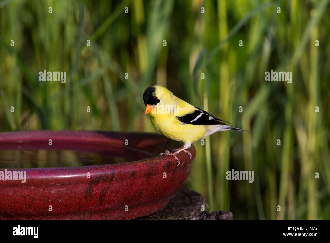 Männliche amerikanische Stieglitz thront auf einem Vogelbad Stockfoto