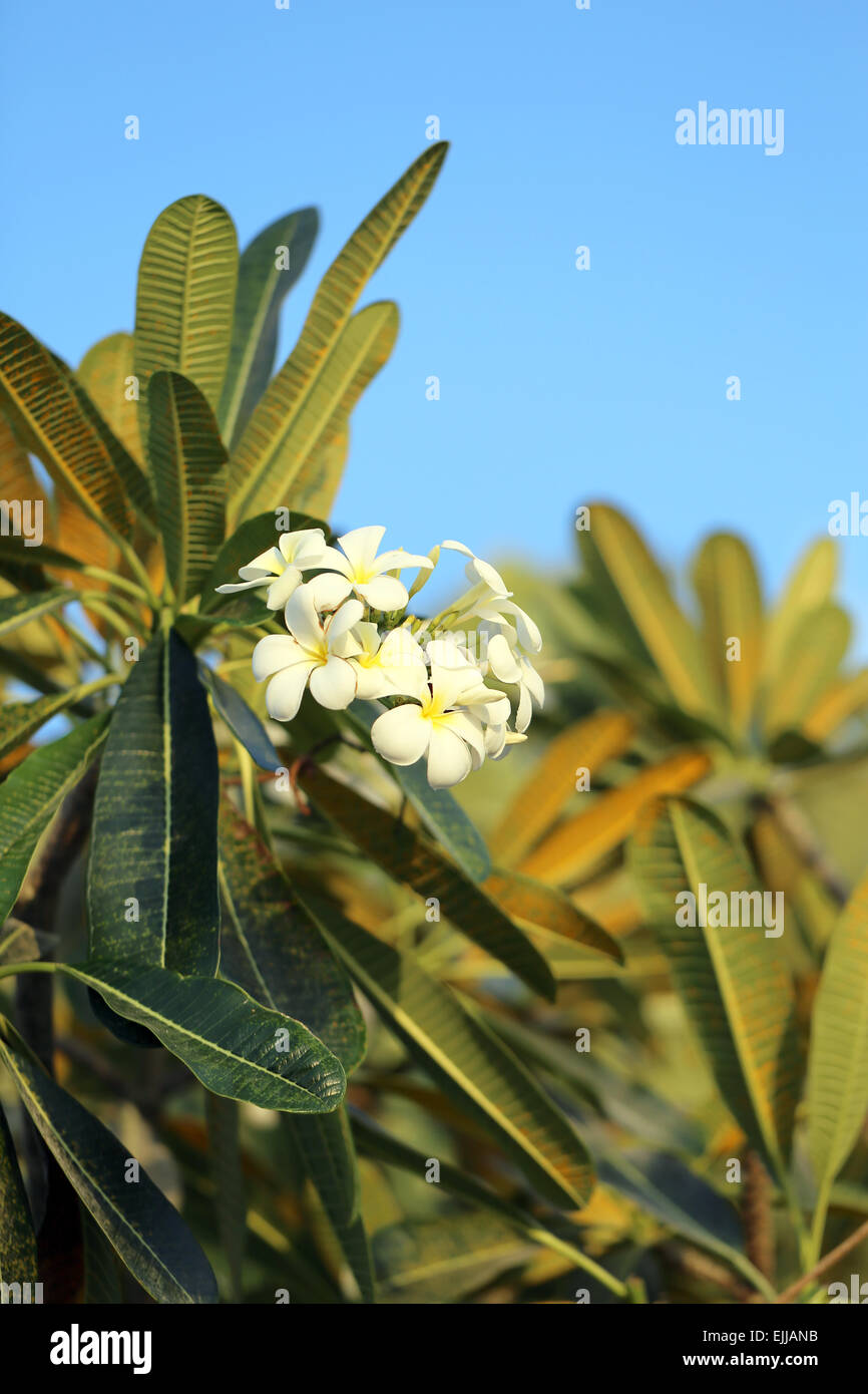 Schöne Blume Plumeria auf dem Hintergrund eines blauen Himmel fotografiert Nahaufnahme Stockfoto