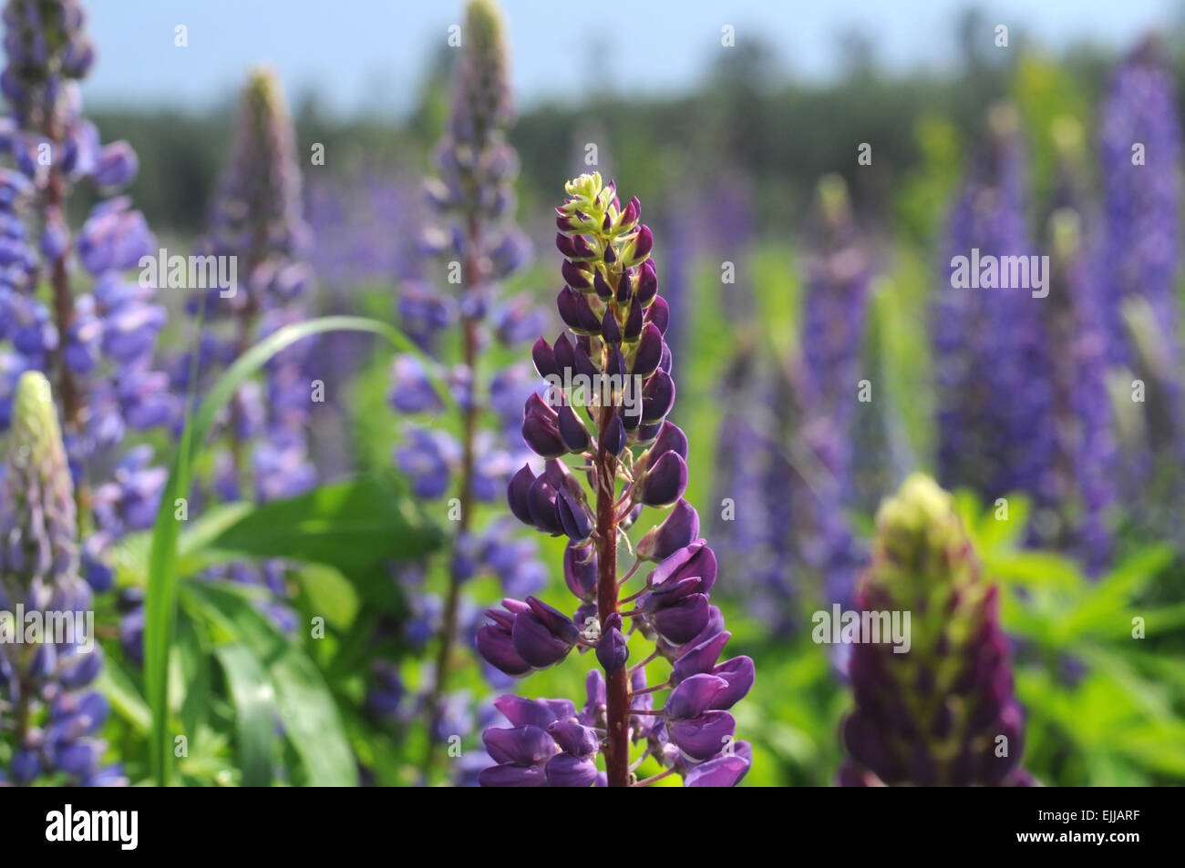 Lupine lila Blumen auf einer Wiese Gras. Der Hintergrund jedoch unscharf. Stockfoto