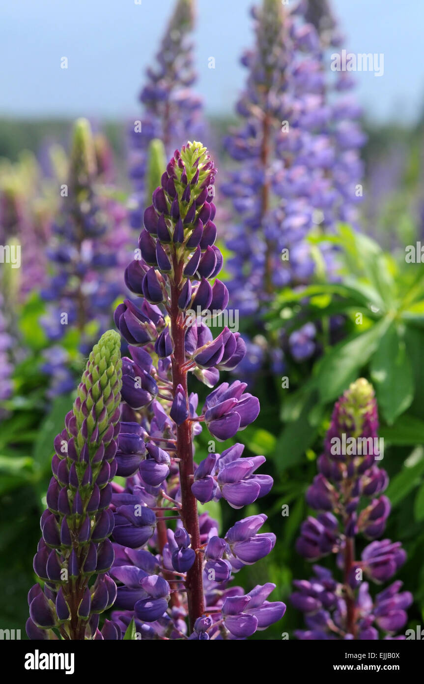 Lupine lila Blumen auf einer Wiese Gras. Der Hintergrund jedoch unscharf. Stockfoto