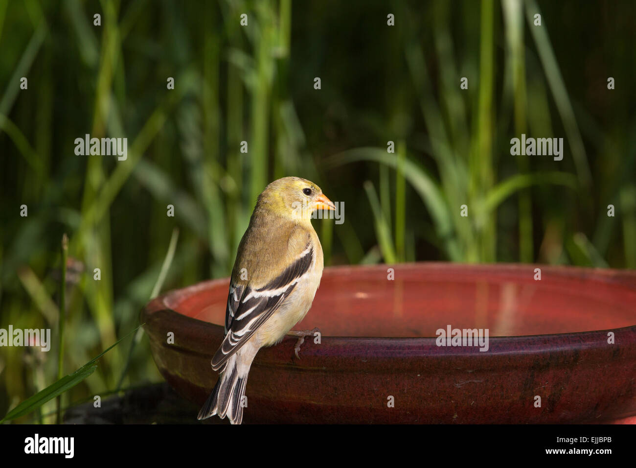 Weiblichen amerikanischen Golfinch thront auf einem Vogelbad Stockfoto