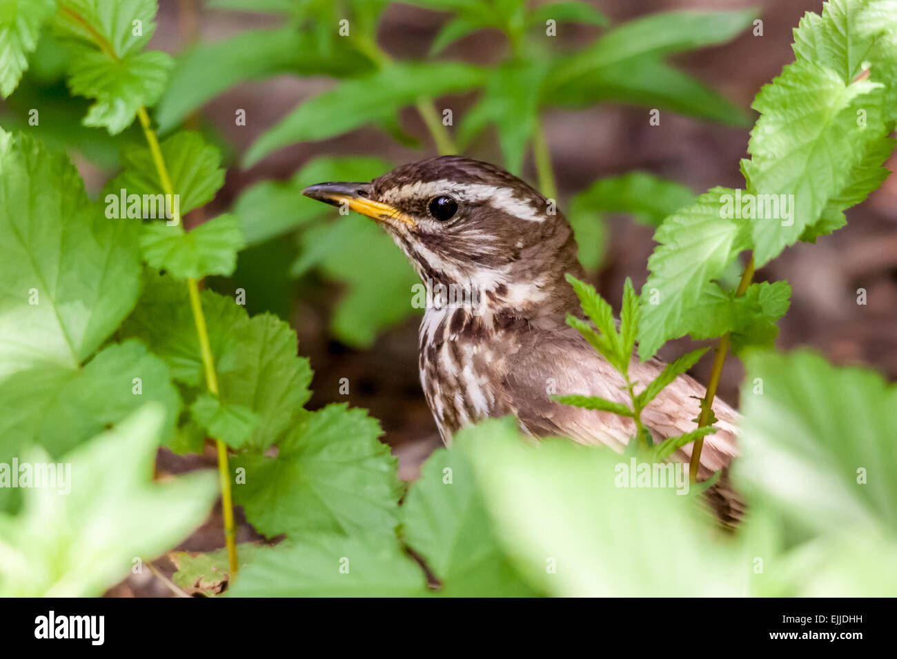 Rotdrossel (Turdus Iliacus) Stockfoto