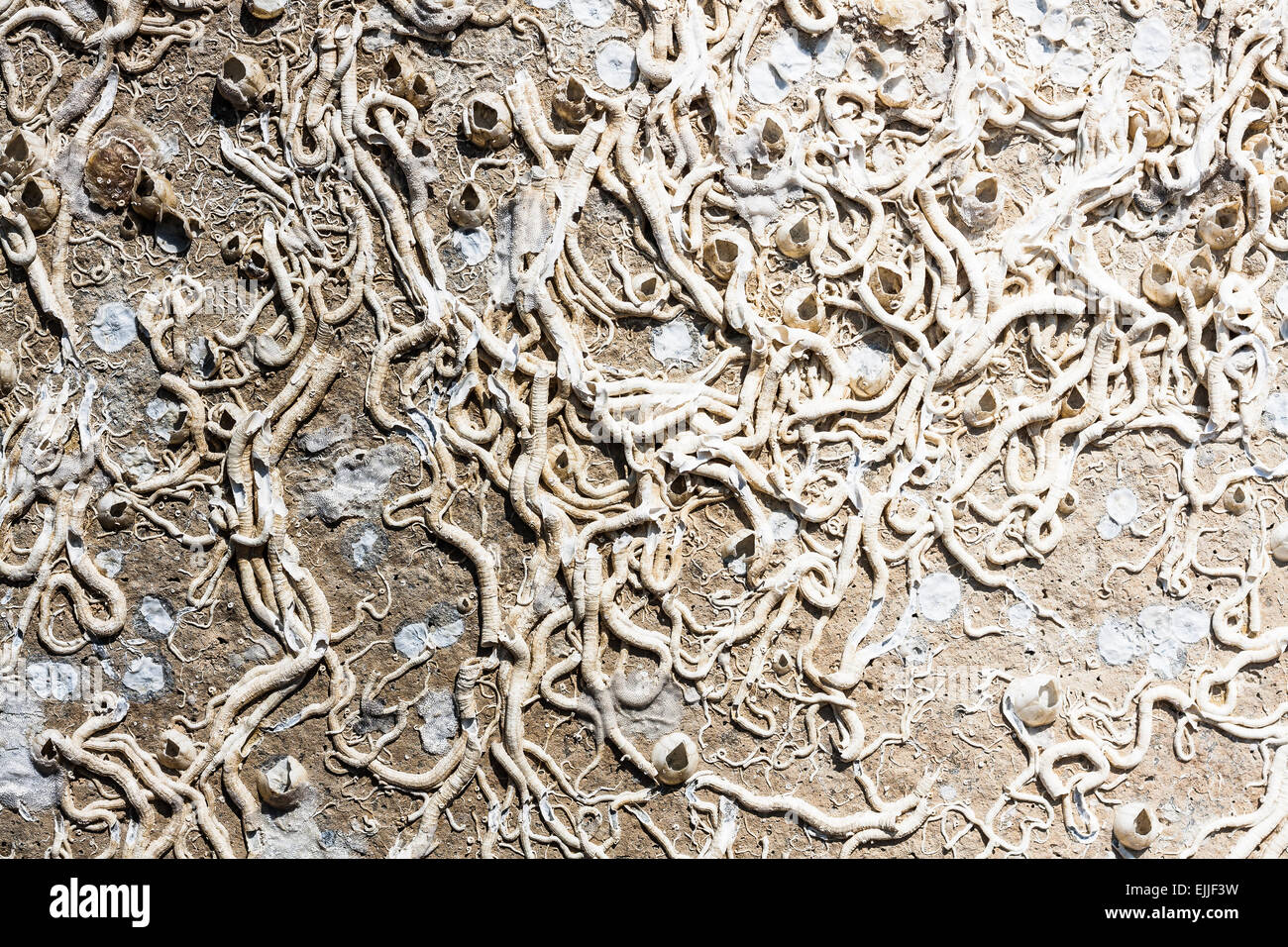 Verkrustung des Meeres. Textur des alten marinen Lebensformen Stockfoto