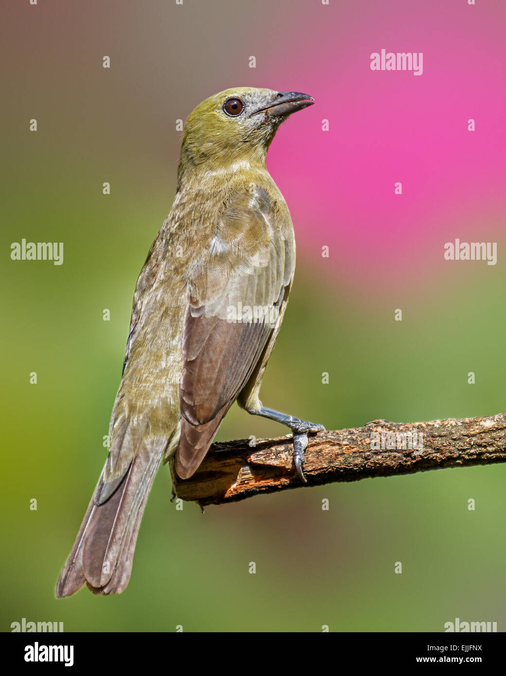 Palm Tanager (Thraupis Palmarum) thront, Georgetown, Guyana. Stockfoto