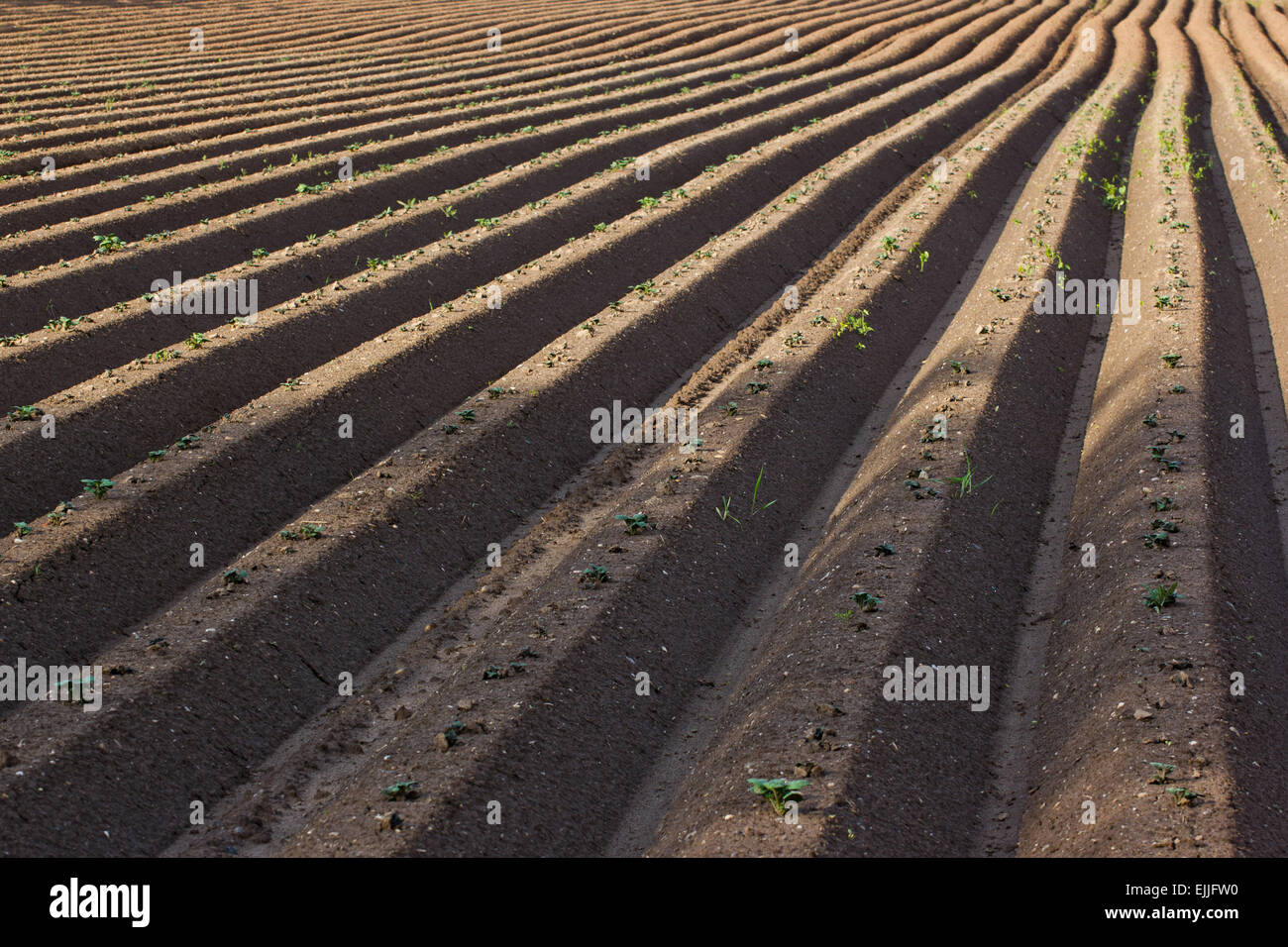 Zeilen in Gepflügtes Kartoffelfeld Stockfoto