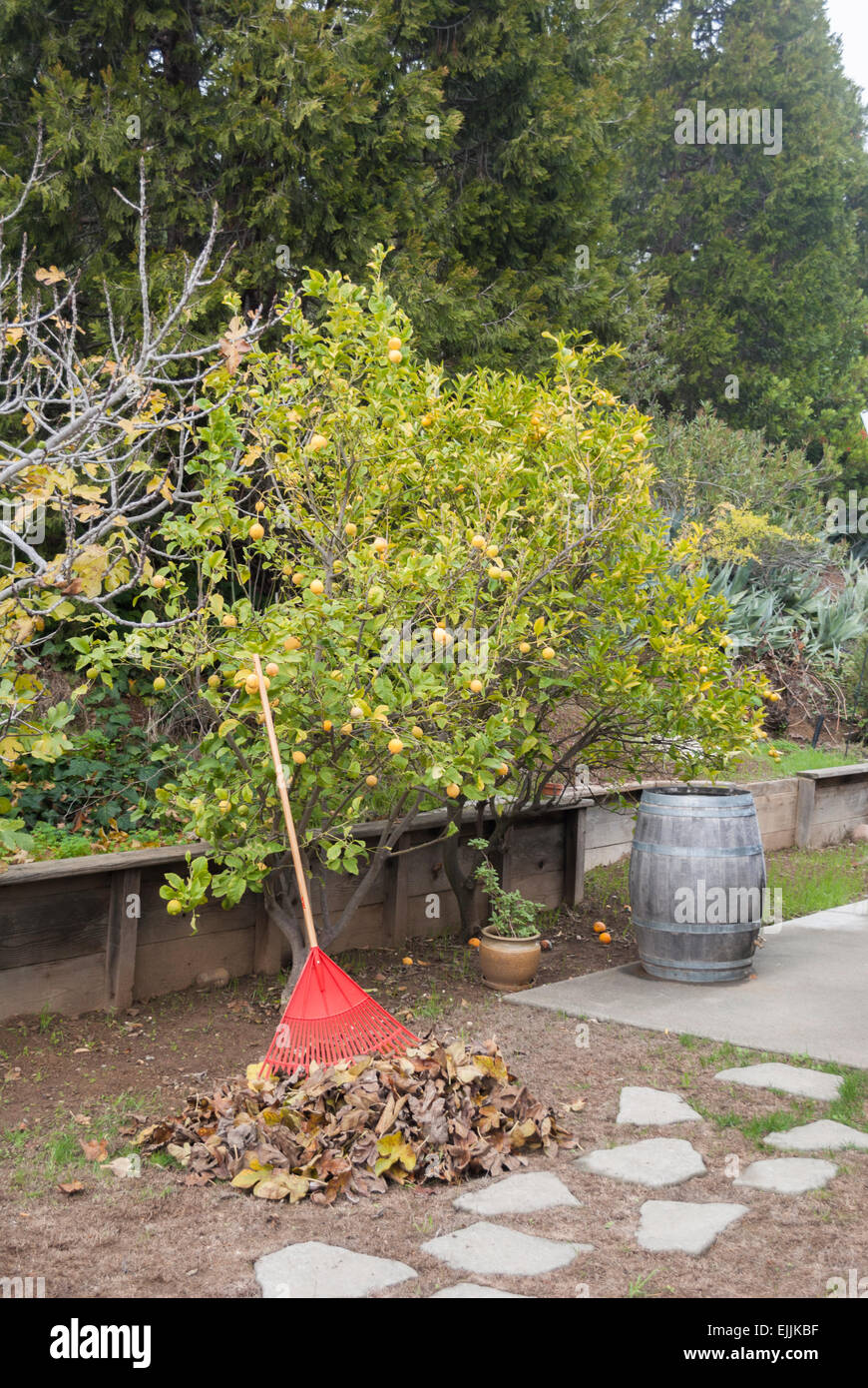 Auf einem Haufen gegen einen Zitronenbaum Blätter harken. Stockfoto