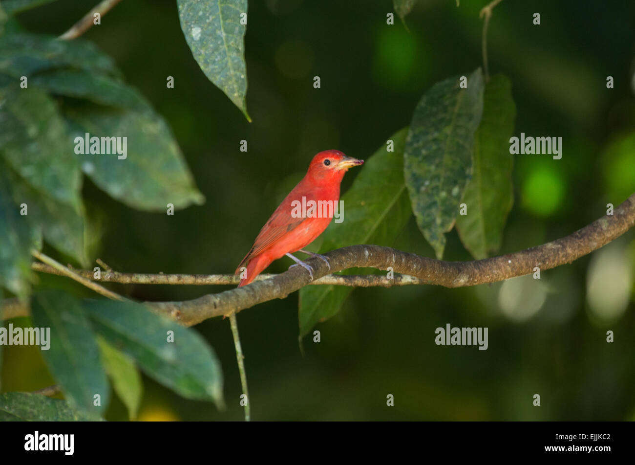 Ein Sommer-Voegel, Costa Rica Stockfoto