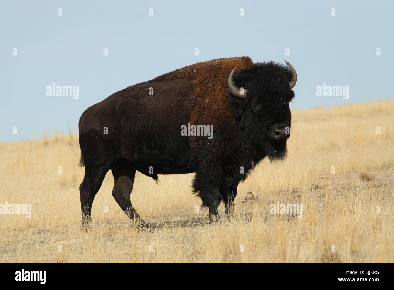 Wilder amerikanischer Bison-Bulle, der in grasbewachsener Prärie steht Stockfoto