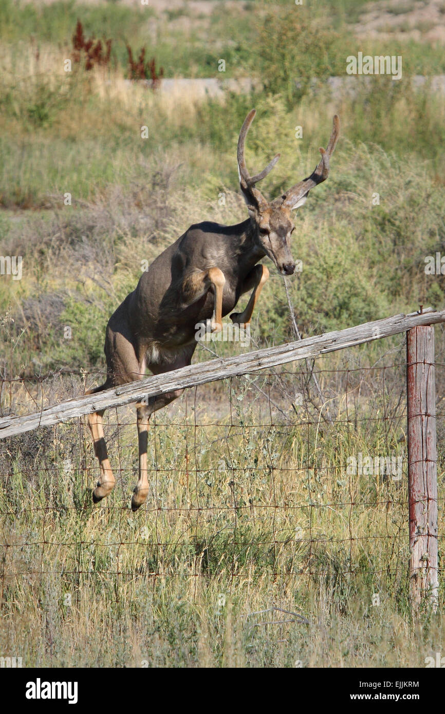 junge Maultierhirsche Buck über einen Zaun springen Stockfoto