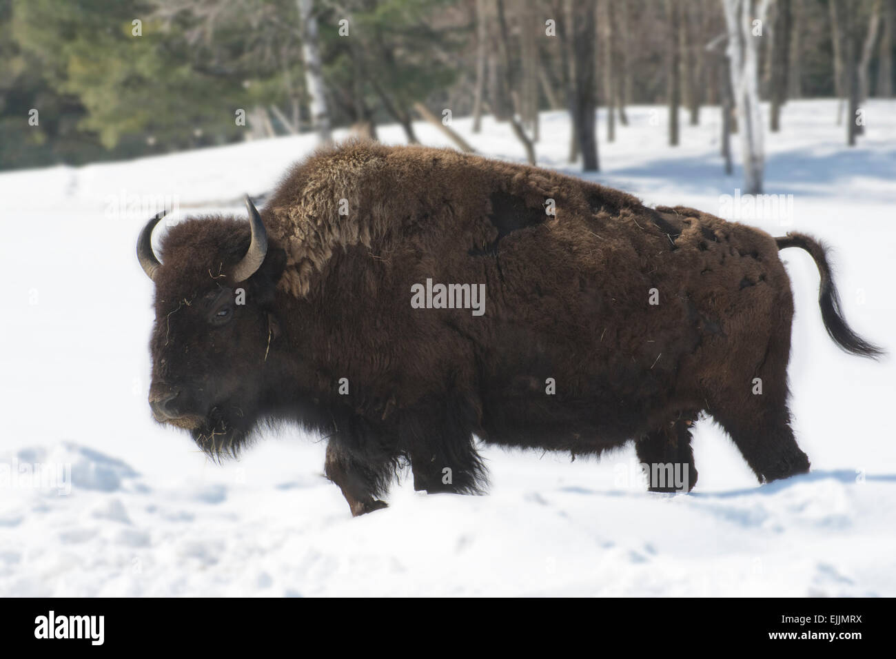 Ein Bison im Schnee. Stockfoto