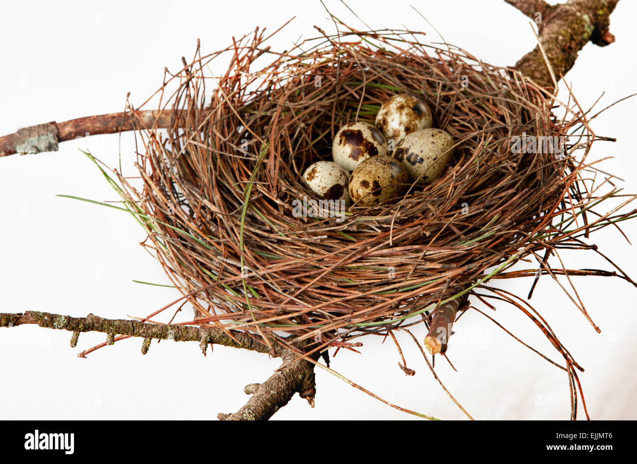 Vogelnest hergestellt aus Kiefernnadeln Baum mit Wachteleiern. Isoliert auf weißem Hintergrund und setzte über Ast Stockfoto