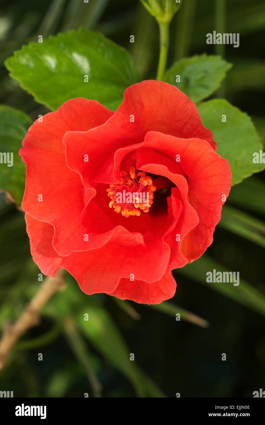 Roten Hibiskusblüte Mitte Morgen, bevor es vollständig geöffnet hat. Stockfoto