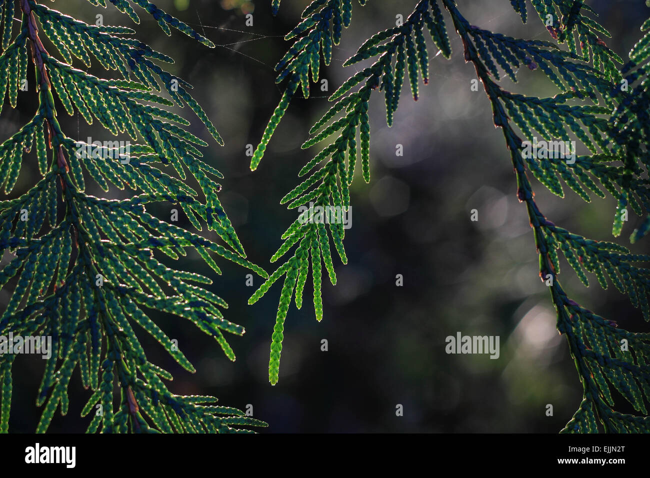 Immergrüner Baum Stockfoto