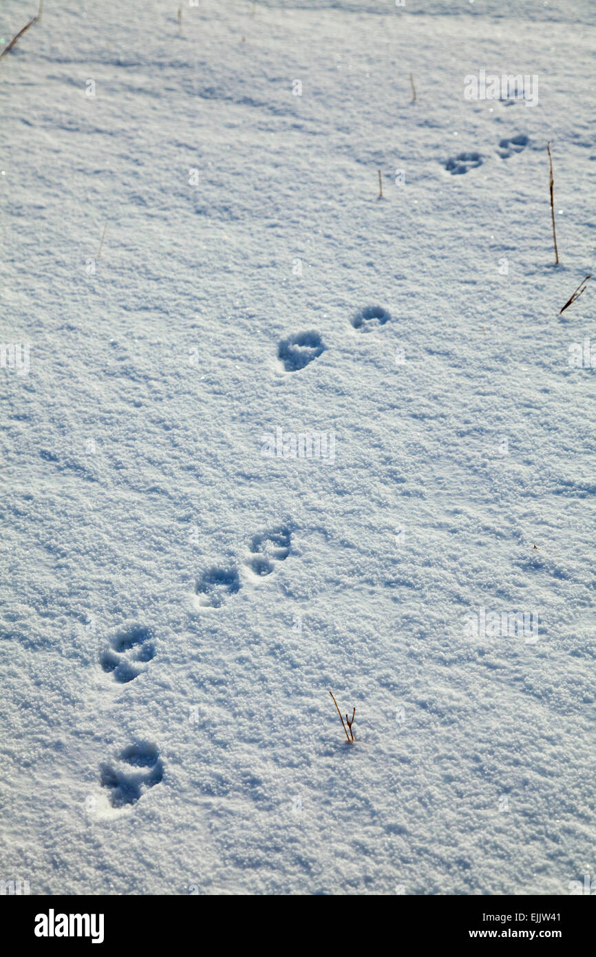 Fuchs-Fußspuren im Schnee, Brandon Mountain, Halbinsel Dingle, County Kerry, Irland. Stockfoto