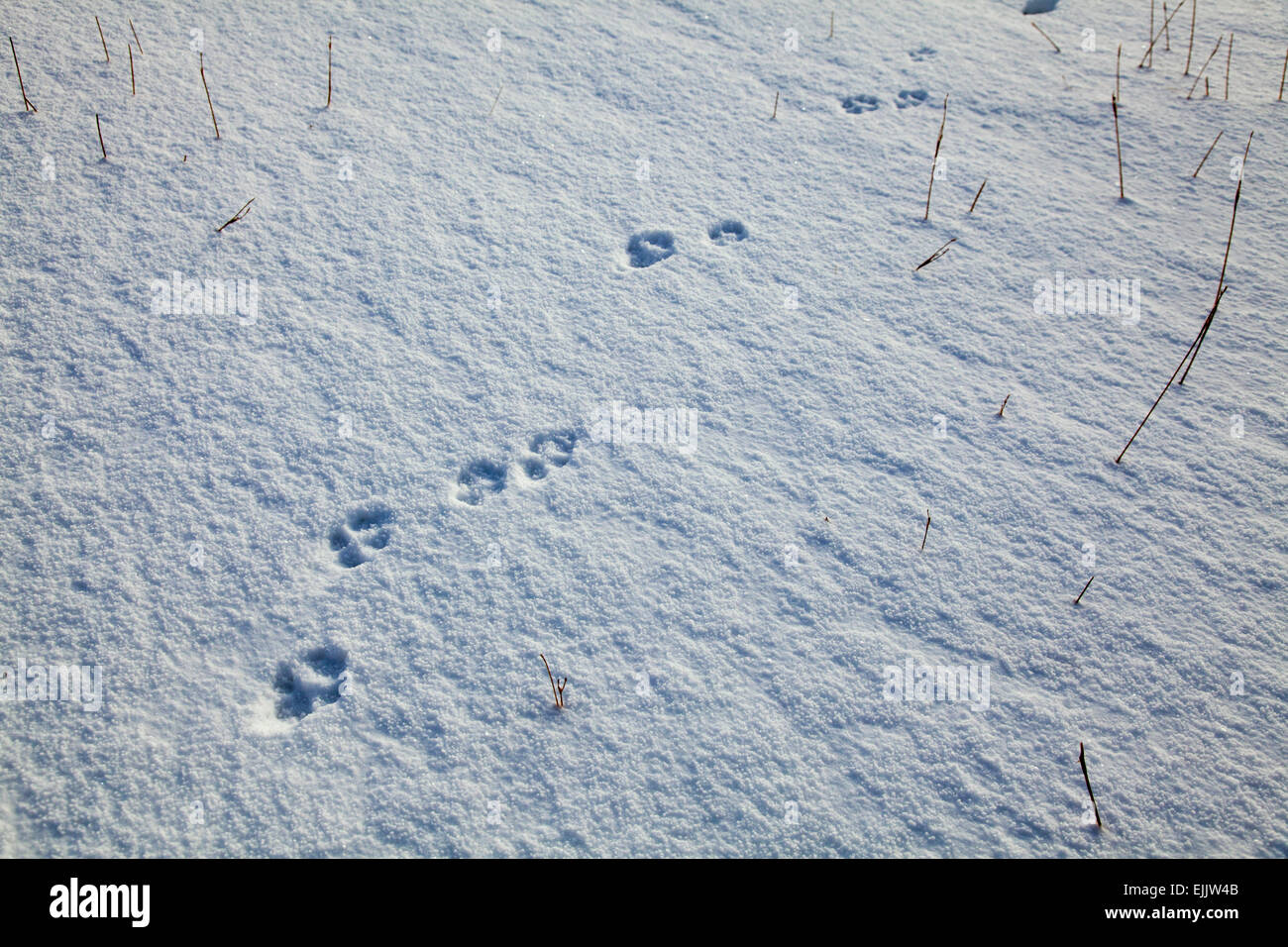 Fuchs-Fußspuren im Schnee, Brandon Mountain, Halbinsel Dingle, County Kerry, Irland. Stockfoto