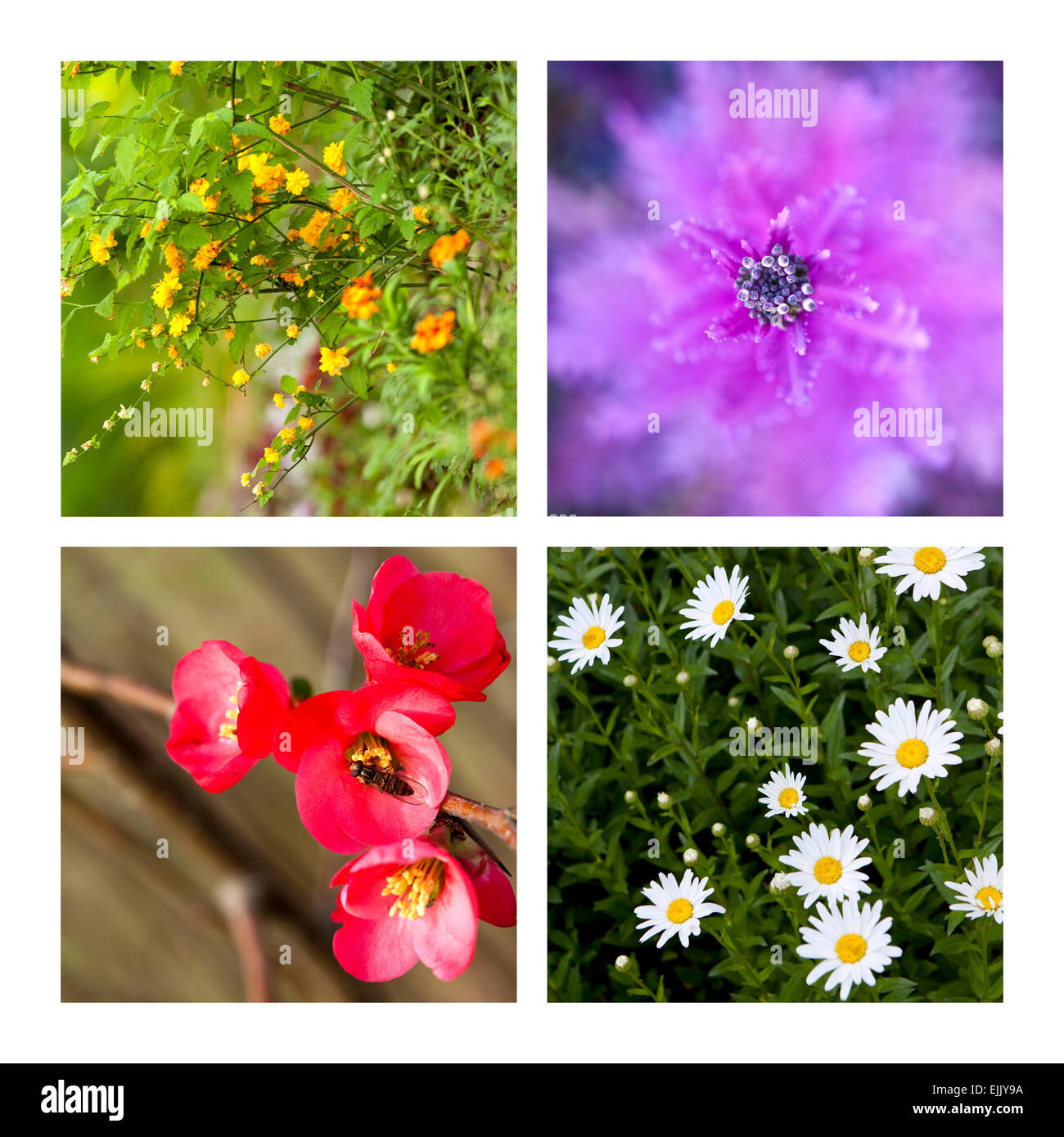 Collage aus verschiedenen Blumen im Frühjahr Stockfoto