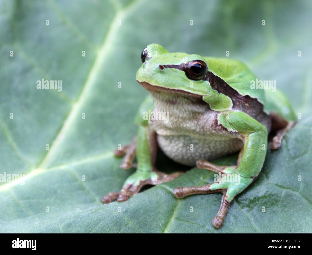 Grünen Laubfrosch (Hyla Arborea) auf dem Blatt Stockfoto