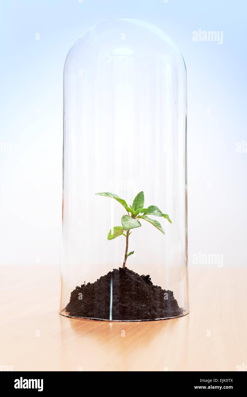 Treibhauseffekt auf einer Pflanze in einem Glasröhrchen eingeschlossen. Globaltemperaturanstiegbegriff Stockfoto