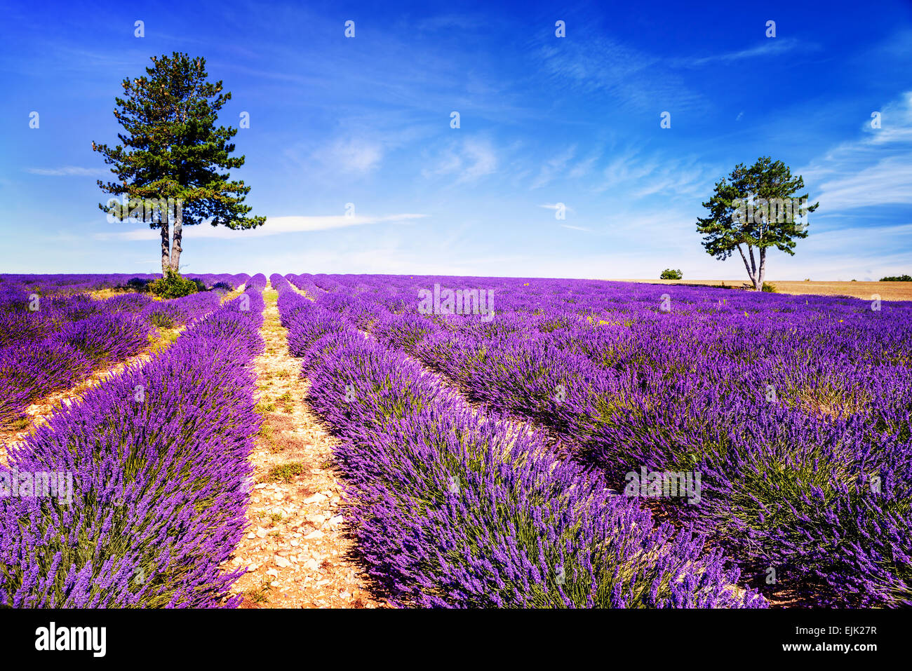 Lavendel-Feld in der Provence, in der Nähe von Sault, Frankreich Stockfoto
