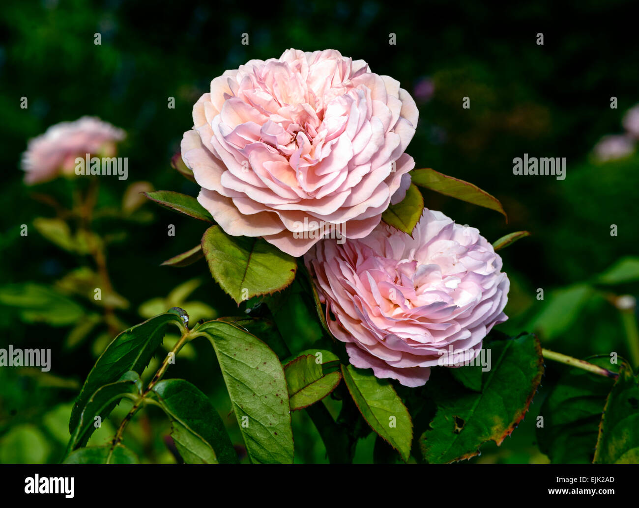 Rosa Rosen Stockfoto