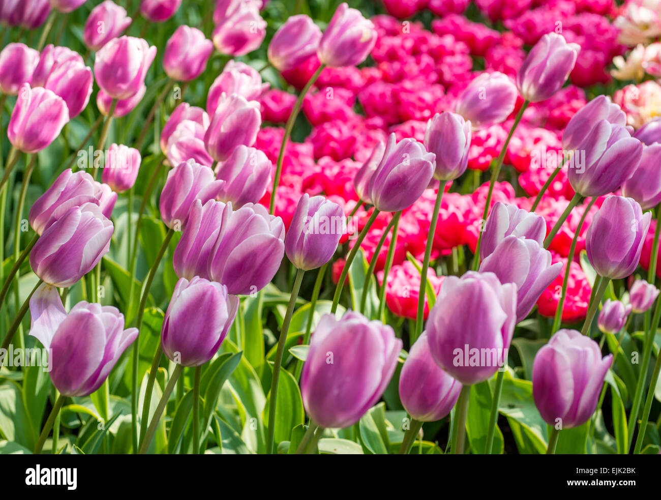 Blumenbeet mit Magenta pink und lila Tulpen (Tulipa) im Frühling Stockfoto
