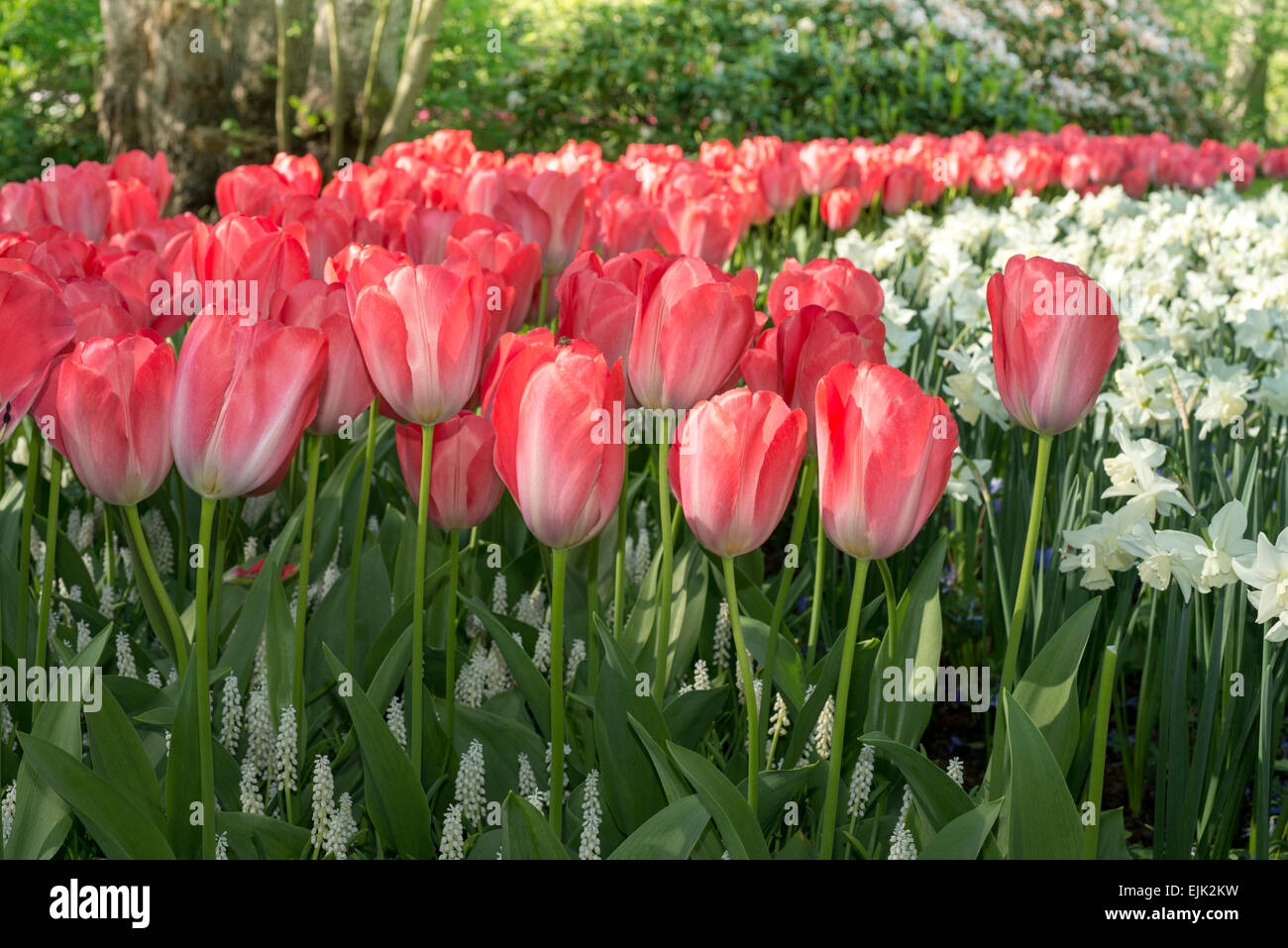 Blumenbeet mit rosa Tulpen (Tulipa) im Frühling Stockfoto