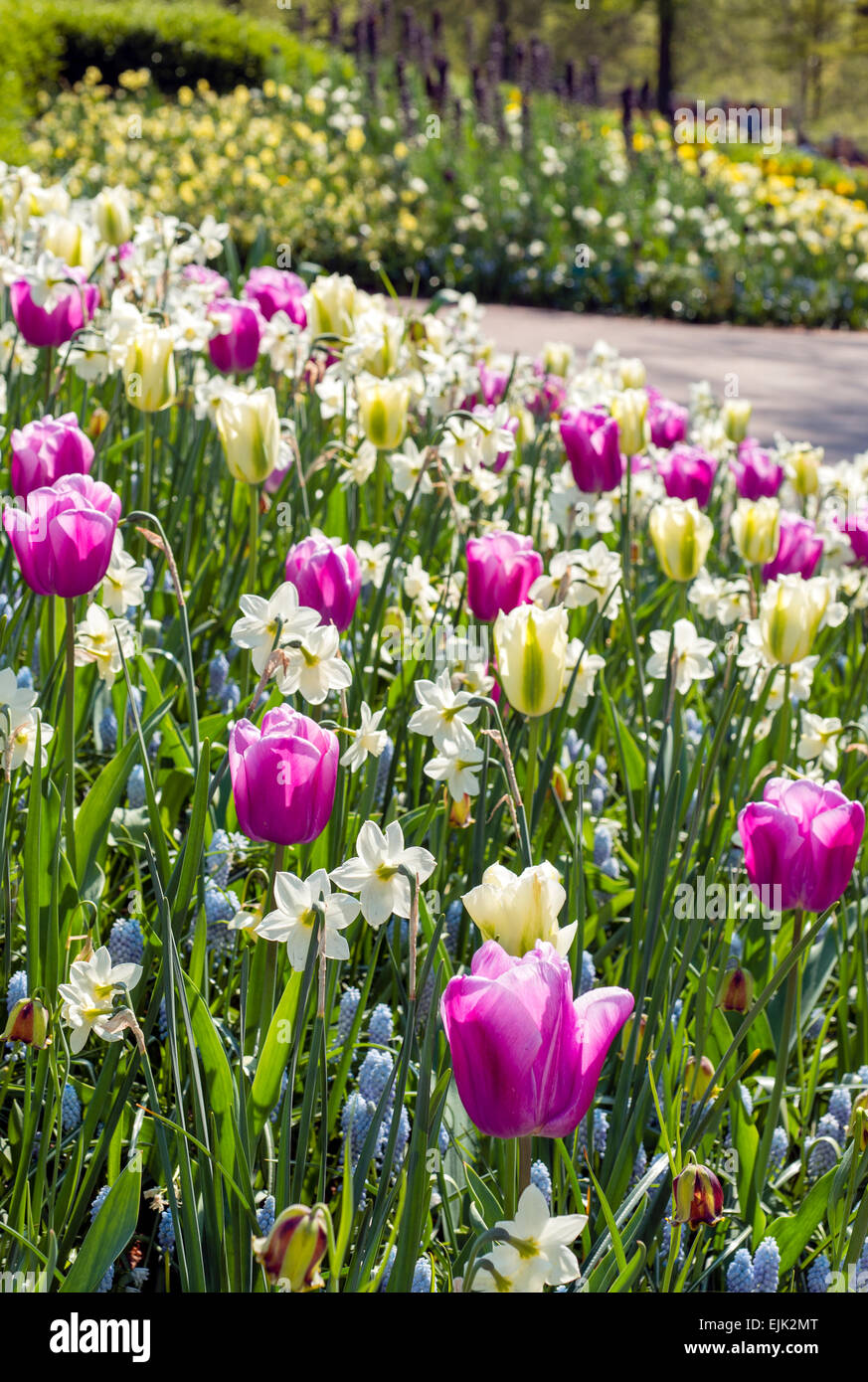 Frühling-Beet mit rosa, Magenta und weißen Tulpen (Tulipa) und Weiße Narzisse in einem park Stockfoto