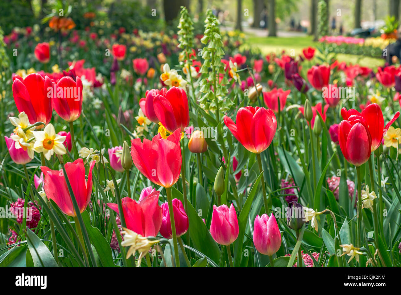 Blumenbeet mit roten Tulpen (Tulipa) im Frühling Stockfoto
