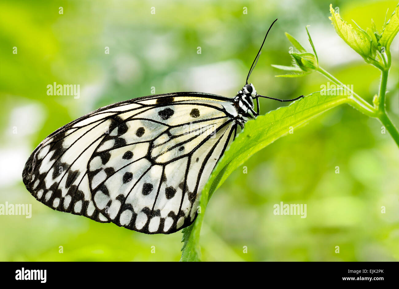 Idee Leuconoe, Papier-Drachen "oder" groß Baum Nymphe Schmetterling, schwarz / weiß tropischer Schmetterling Stockfoto