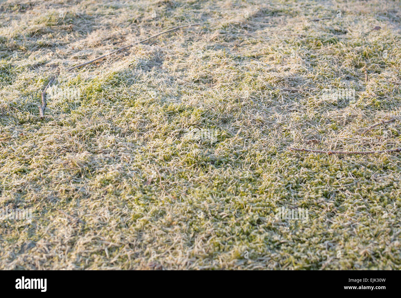Moosig und frostigen grünen Rasen Closeup an einem sonnigen Wintertag. Stockfoto