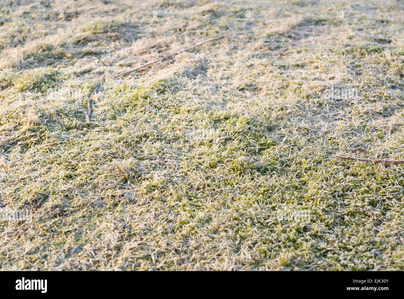 Moosig und frostigen grünen Rasen Closeup an einem sonnigen Wintertag. Stockfoto